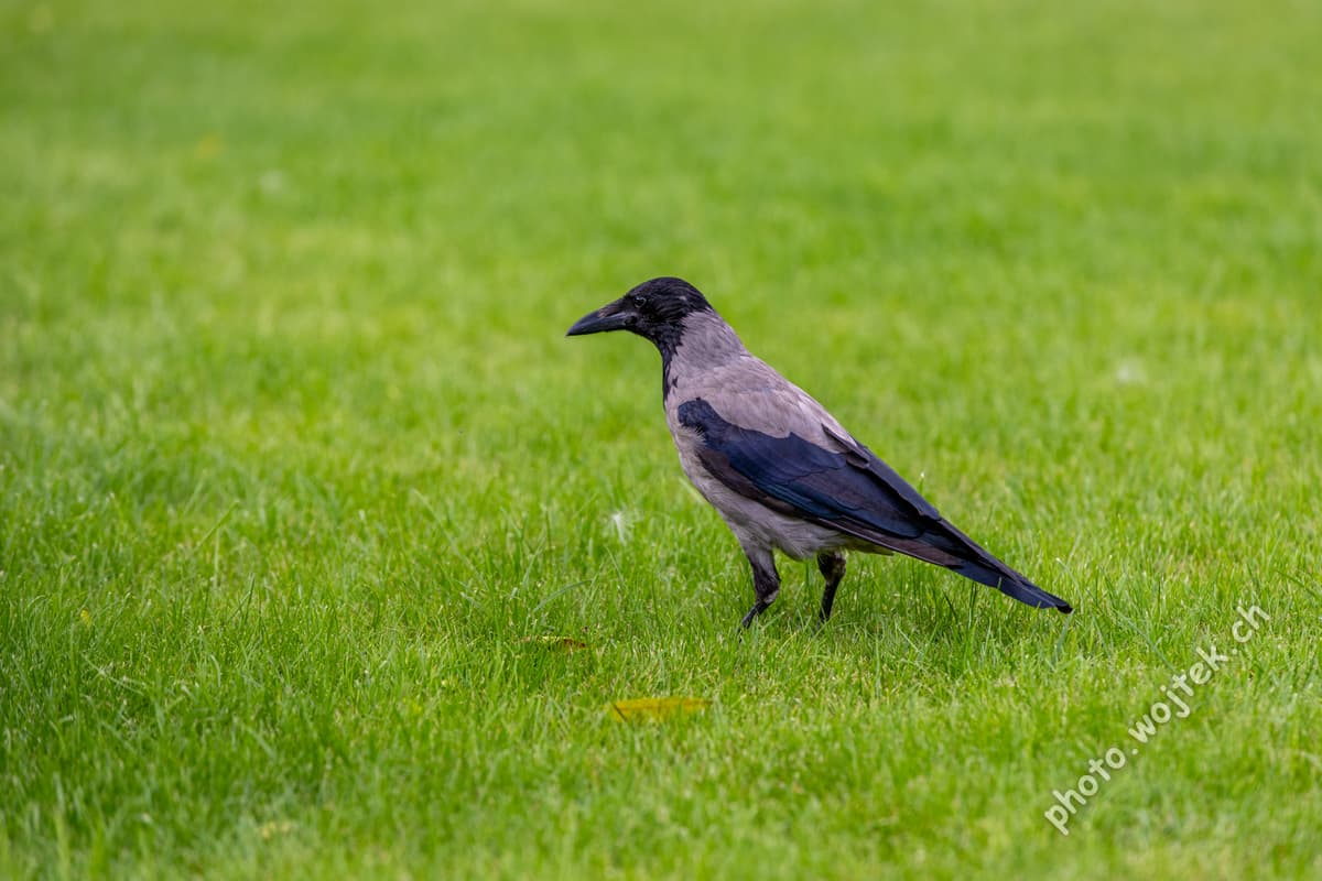 Hooded Crow on Grass Warsaw Poland
