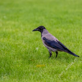 Hooded Crow on Grass Warsaw Poland