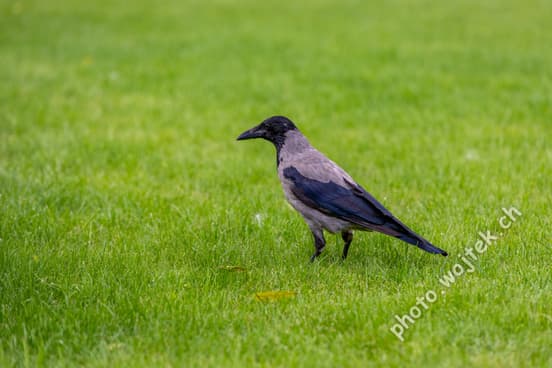 Hooded Crow on Grass Warsaw Poland