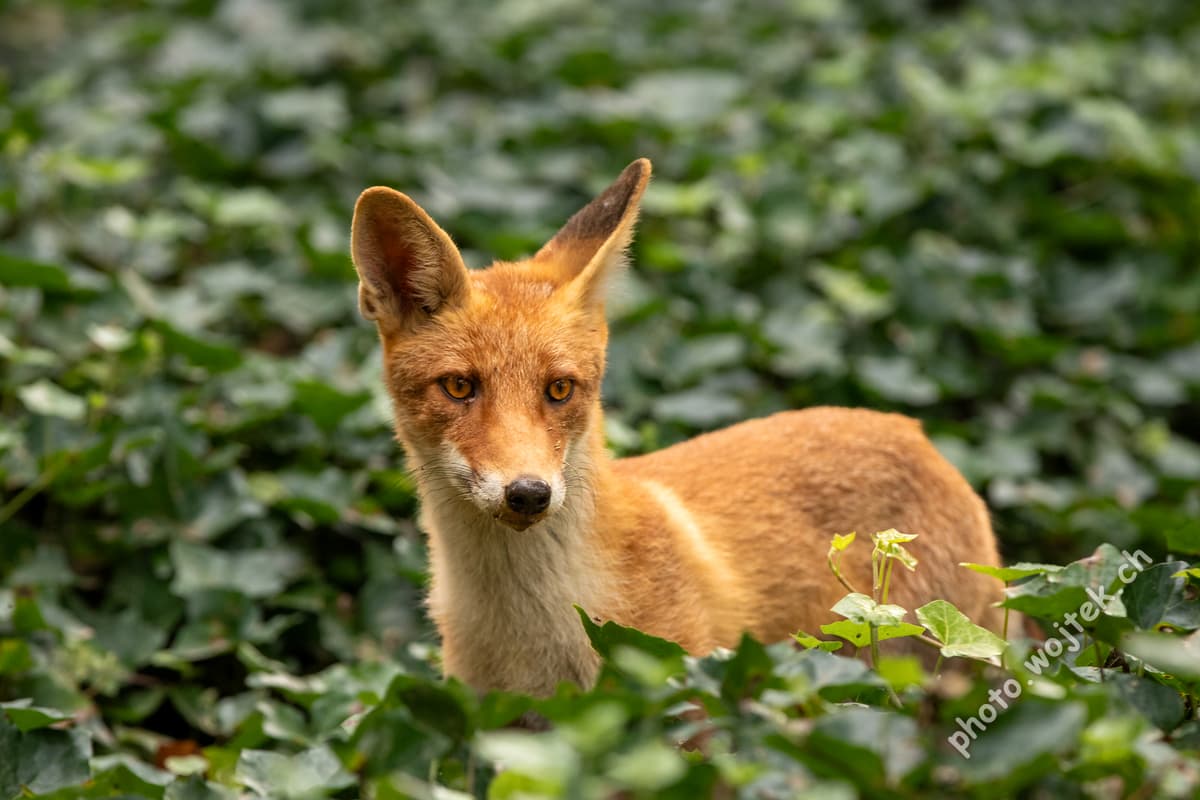 Red Fox in Green Foliage Warsaw Poland