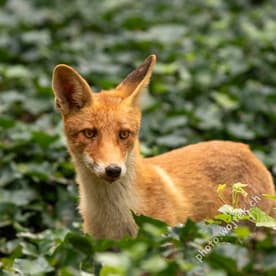Red Fox in Green Foliage Warsaw Poland