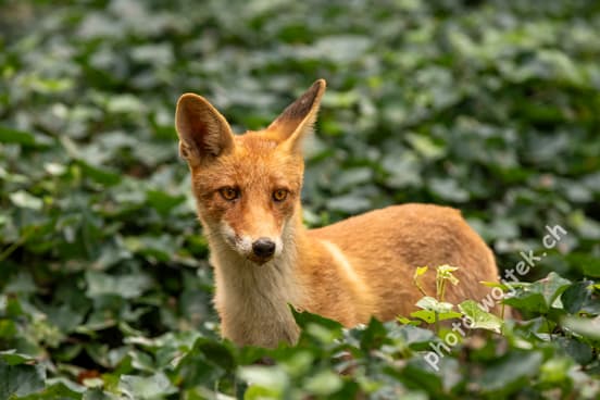 Red Fox in Green Foliage Warsaw Poland