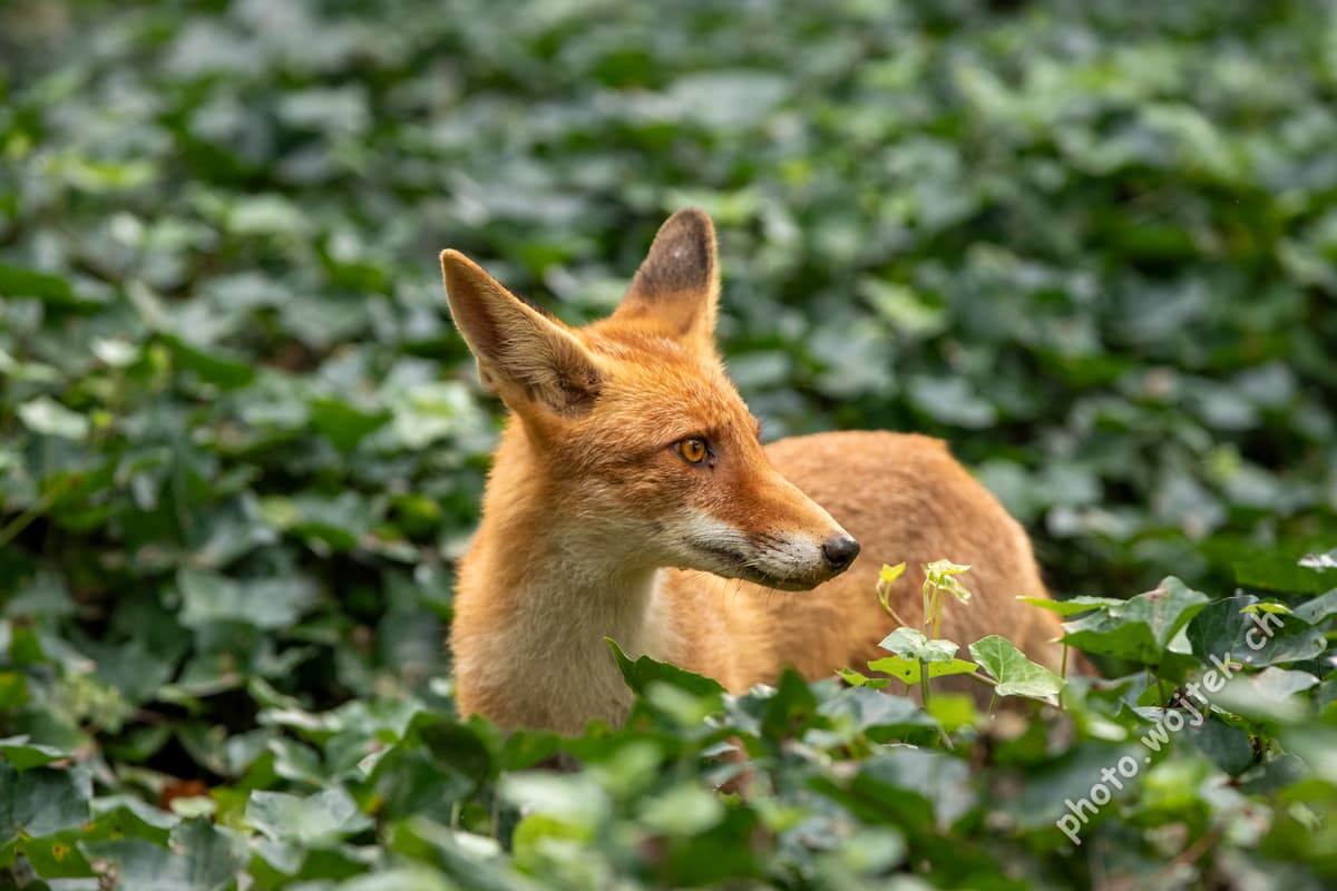 Red Fox in Green Foliage Warsaw Poland