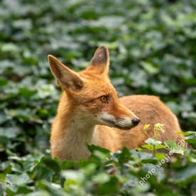 Red Fox in Green Foliage Warsaw Poland