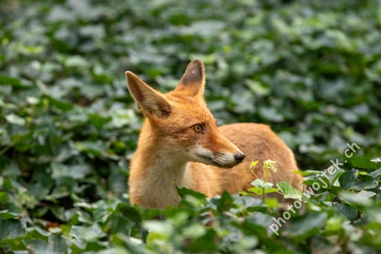 Red Fox in Green Foliage Warsaw Poland