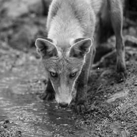 Wild fox drinking water Warsaw Poland