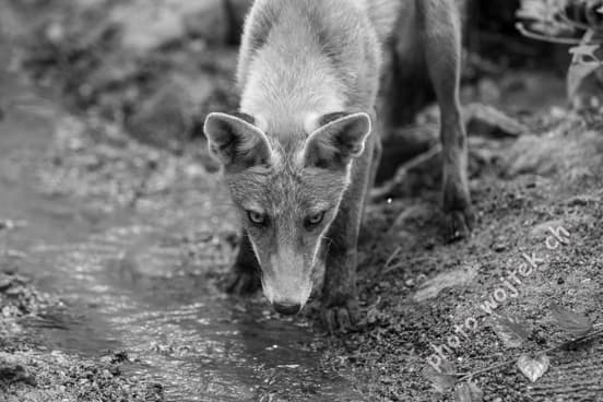 Wild fox drinking water Warsaw Poland