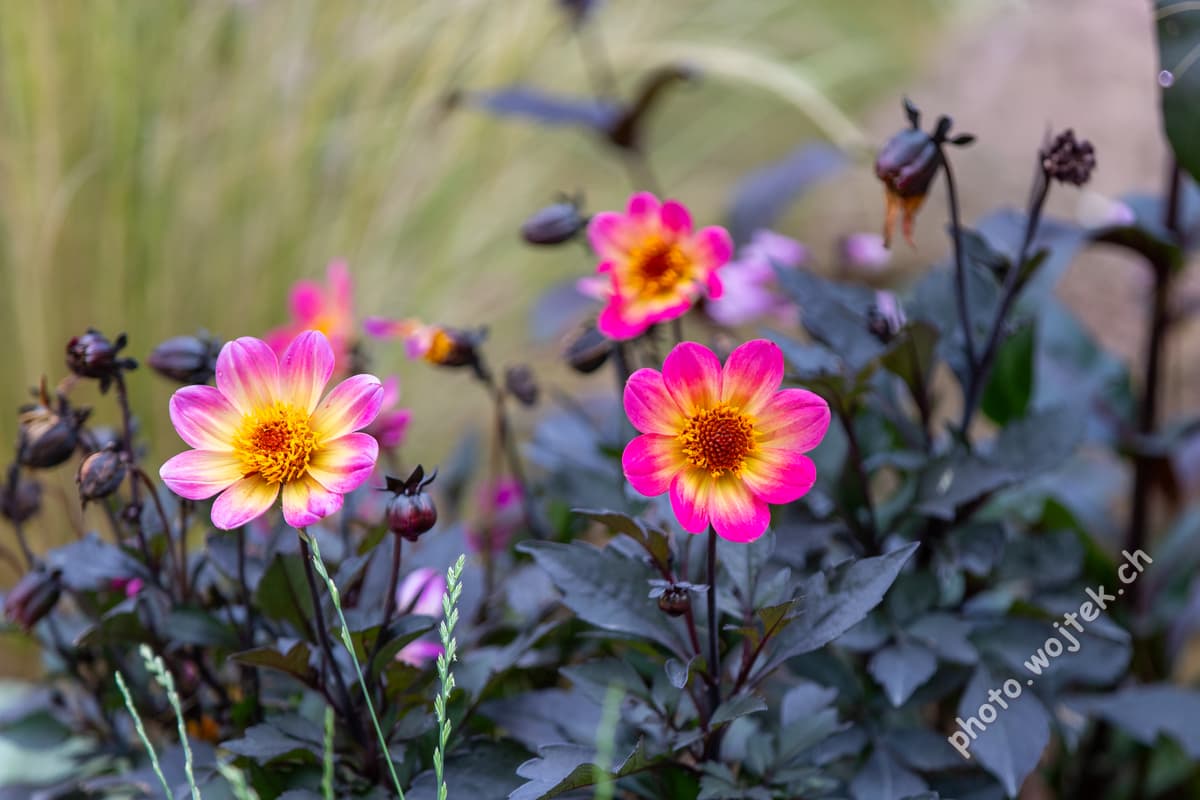 Pink and Yellow Dahlia Flowers Warsaw Poland