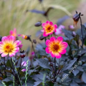 Pink and Yellow Dahlia Flowers Warsaw Poland