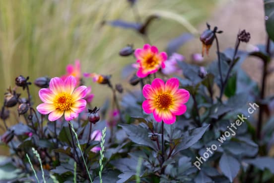 Pink and Yellow Dahlia Flowers Warsaw Poland