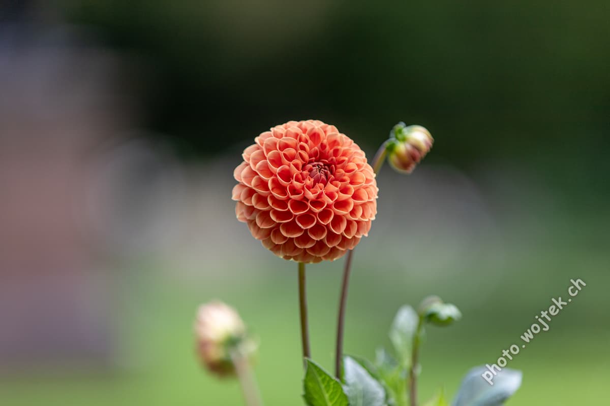 Orange pompom dahlia flower Warsaw Poland