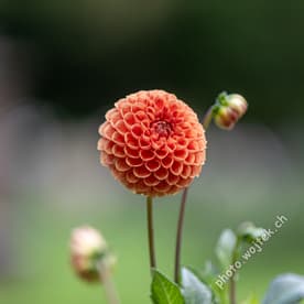 Orange pompom dahlia flower Warsaw Poland