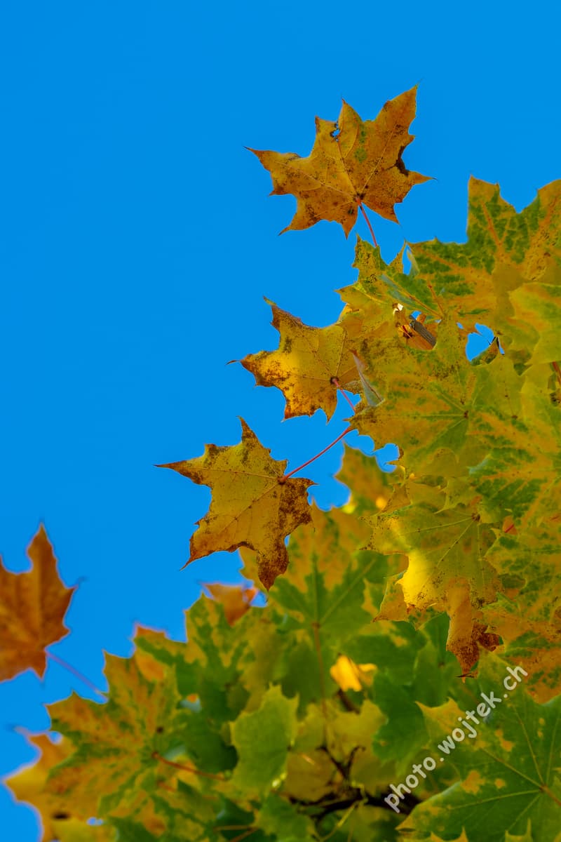 Autumn Maple Leaves Zurich, Switzerland