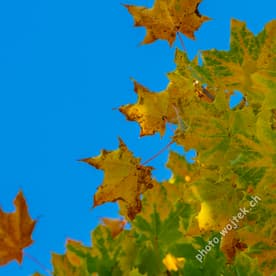 Autumn Maple Leaves Zurich, Switzerland