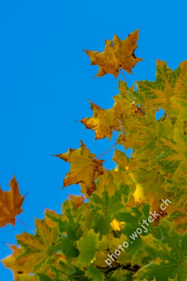 Autumn Maple Leaves Zurich, Switzerland
