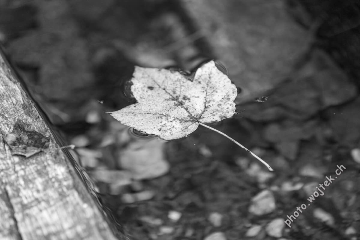 Fallen Leaf Floating on Water Switzerland