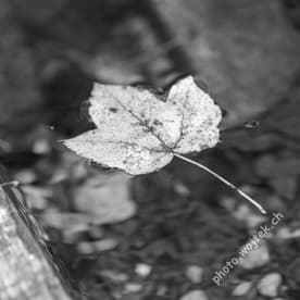 Fallen Leaf Floating on Water Switzerland