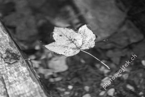Fallen Leaf Floating on Water Switzerland