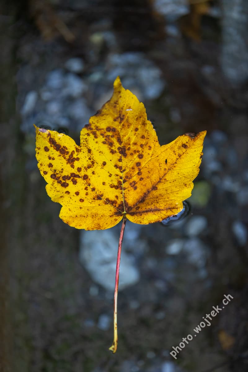 Yellow autumn leaf close-up Switzerland
