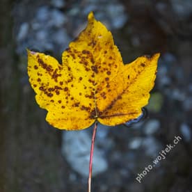 Yellow autumn leaf close-up Switzerland