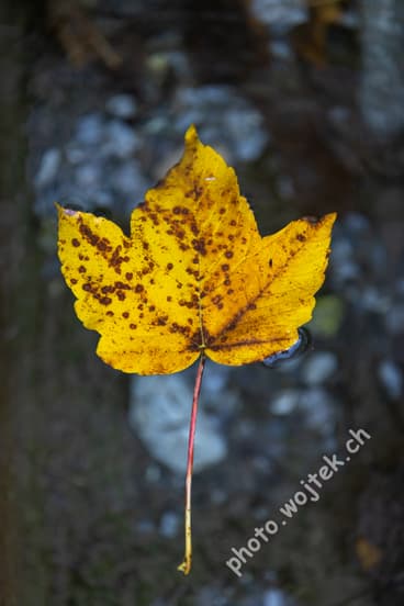 Yellow autumn leaf close-up Switzerland