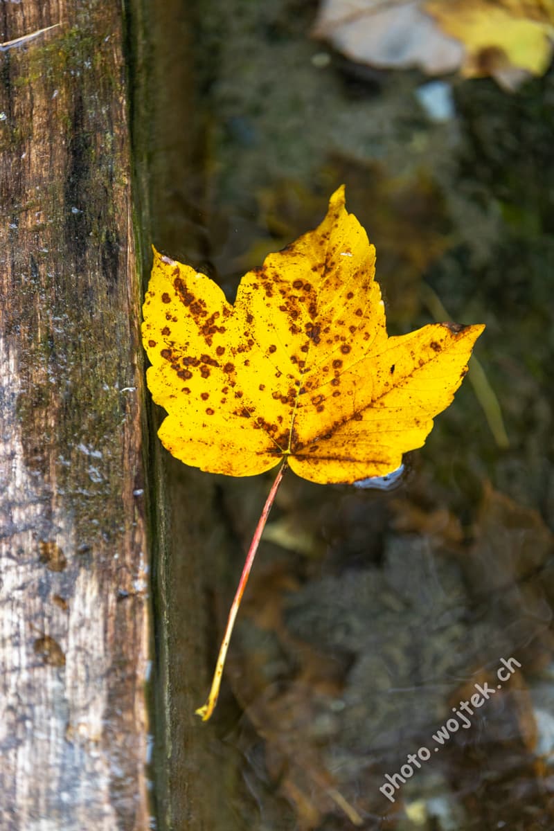 Yellow autumn leaf in water, Switzerland