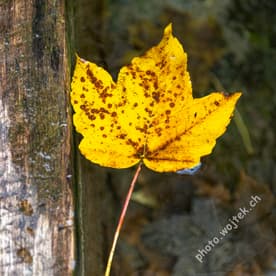 Yellow autumn leaf in water, Switzerland