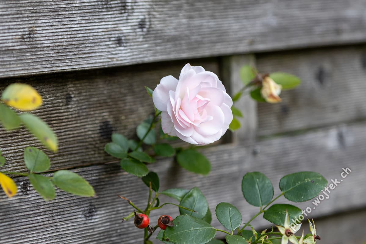 Pink Rose on Wooden Fence, Switzerland