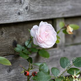 Pink Rose on Wooden Fence, Switzerland
