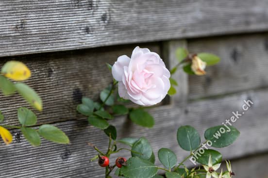 Pink Rose on Wooden Fence, Switzerland