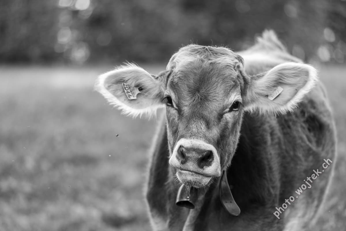Brown Cow Close-up Switzerland