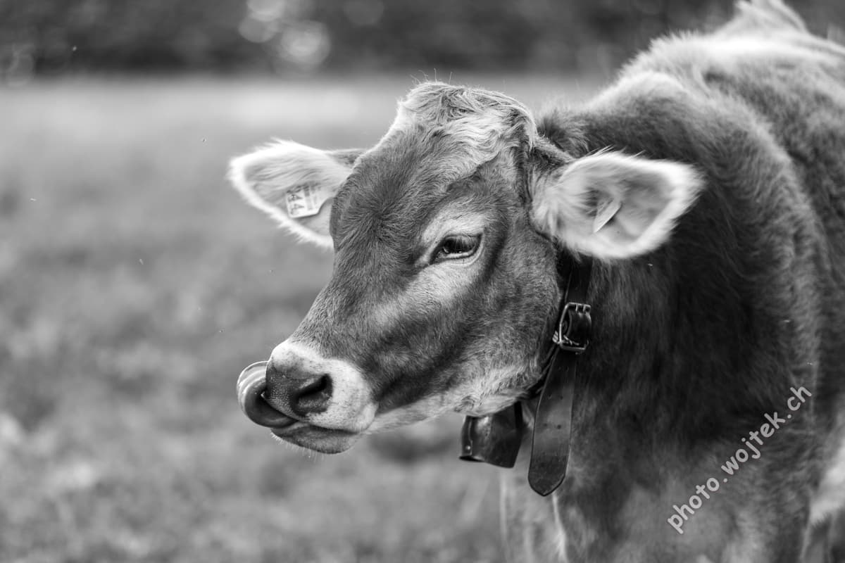 Brown Cow Close-up Switzerland Autumn