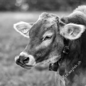 Brown Cow Close-up Switzerland Autumn
