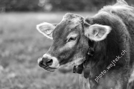 Brown Cow Close-up Switzerland Autumn