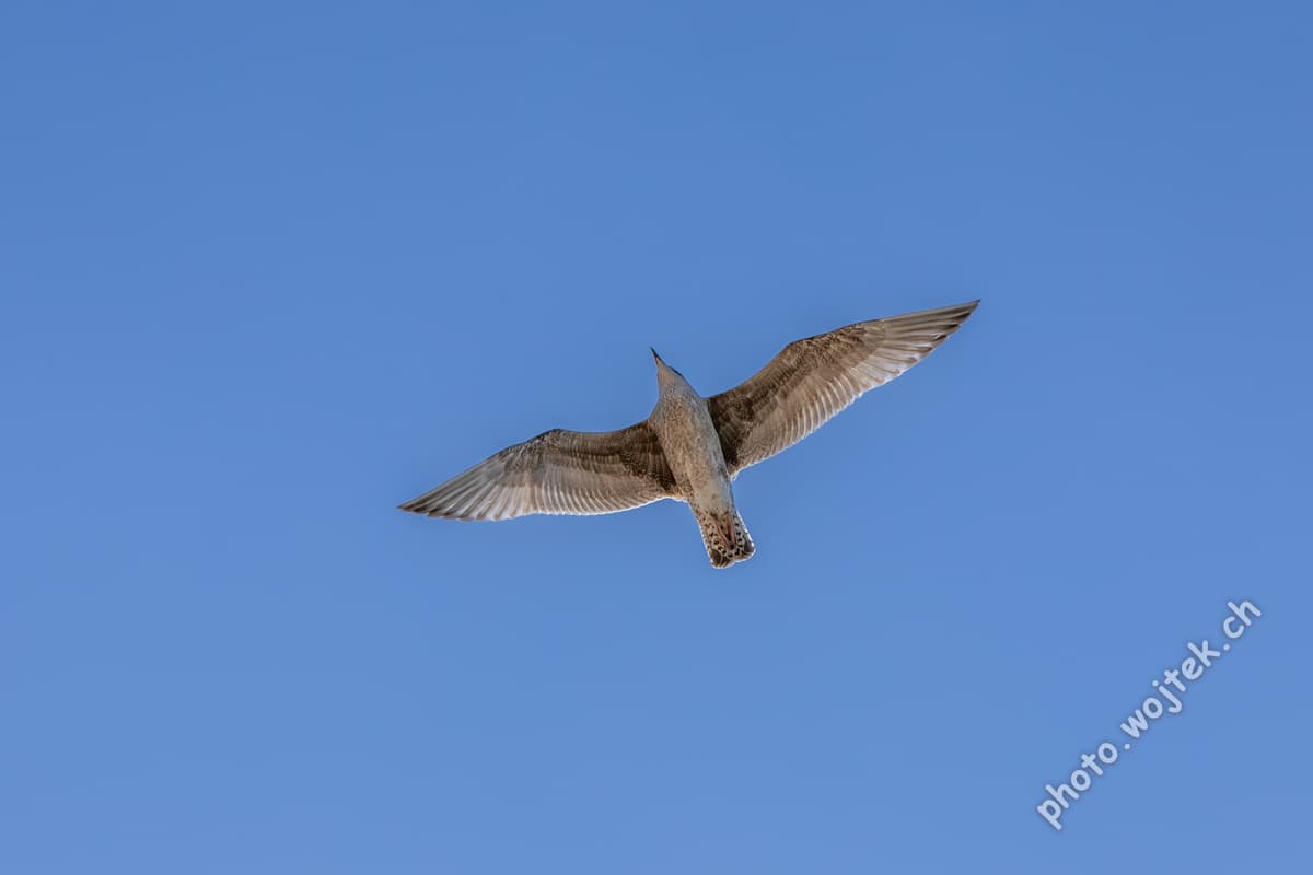 Seagull in Flight Kolobrzeg Poland