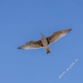 Seagull in Flight Kolobrzeg Poland