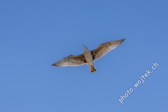 Seagull in Flight Kolobrzeg Poland