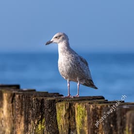 Seagull on wooden breakwater, Kolobrzeg Poland