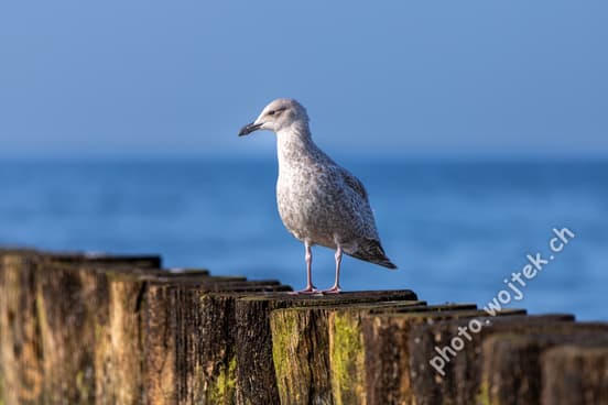 Seagull on wooden breakwater, Kolobrzeg Poland