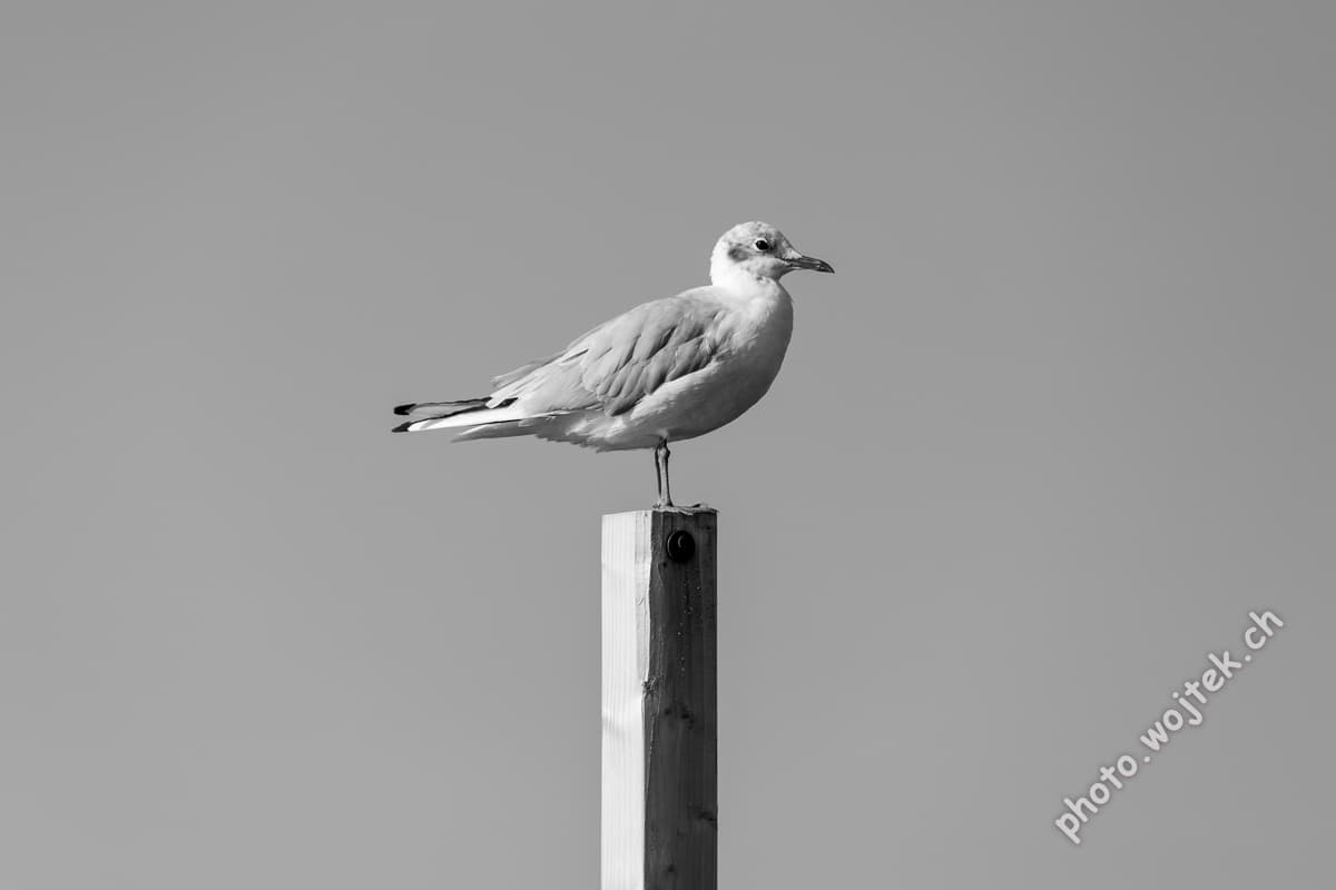 Seagull on Post Kolobrzeg Poland