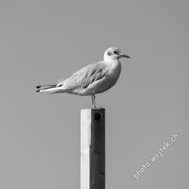 Seagull on Post Kolobrzeg Poland