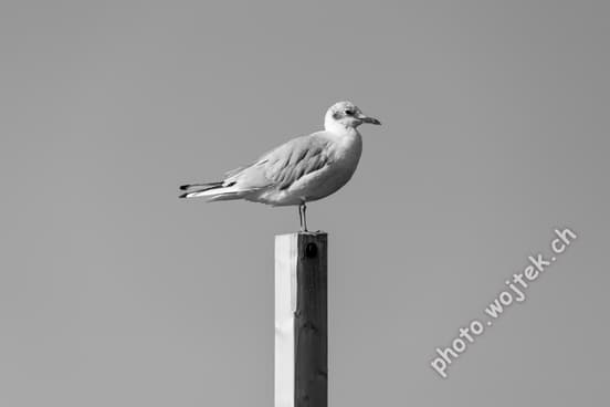 Seagull on Post Kolobrzeg Poland