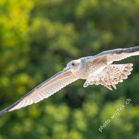 Seagull in Flight Kolobrzeg Poland