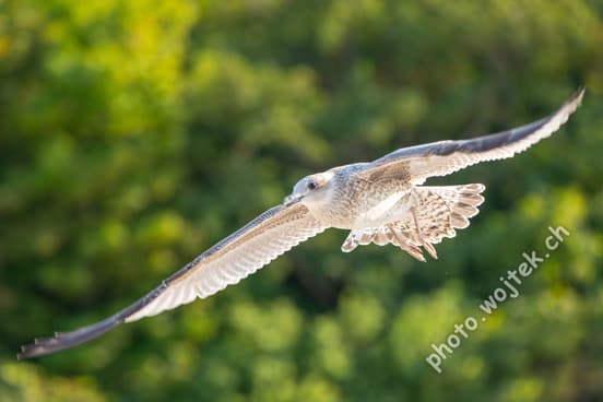 Seagull in Flight Kolobrzeg Poland