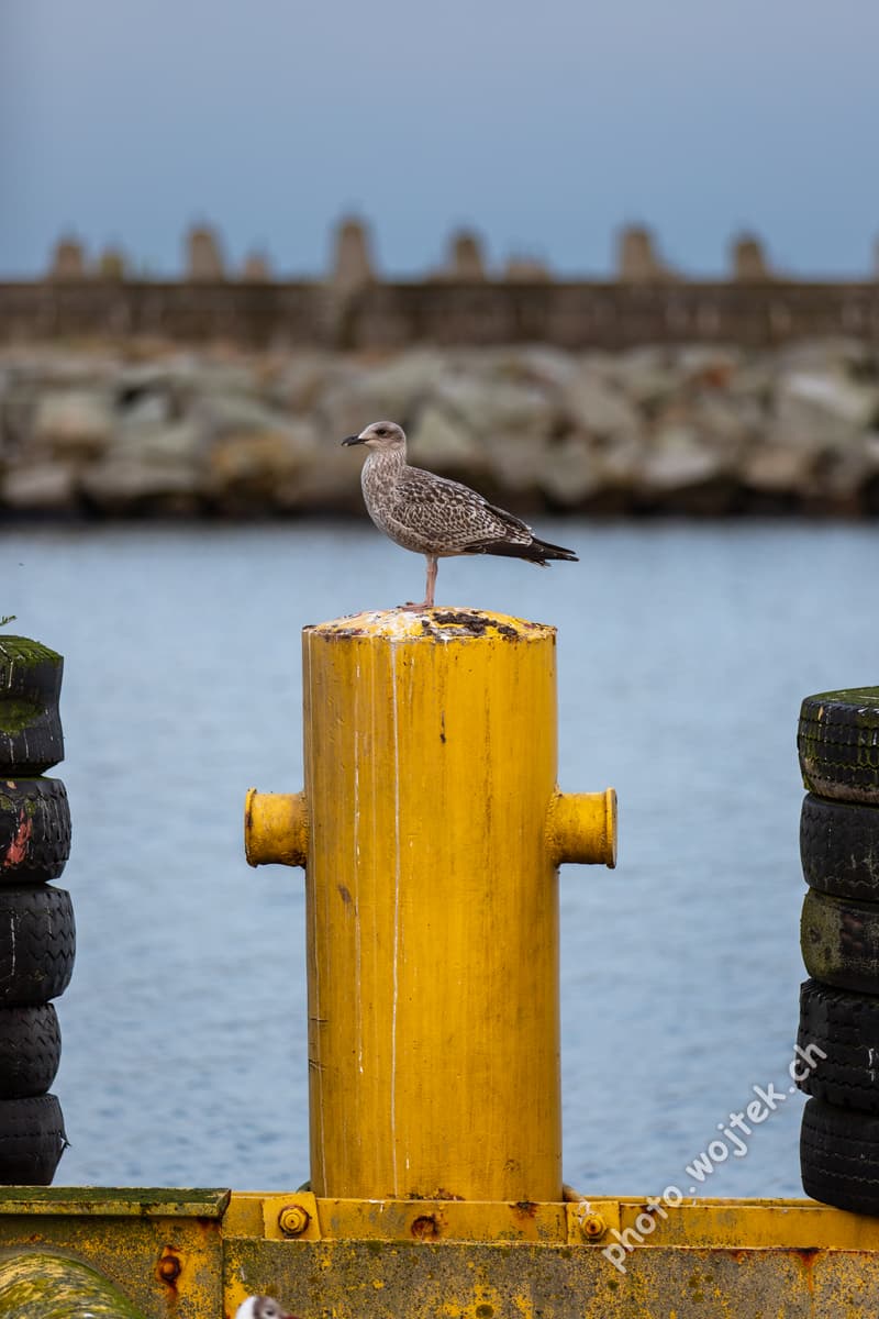 Seagull on Yellow Bollard Kolobrzeg Poland