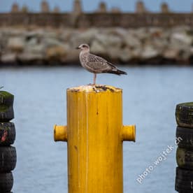 Seagull on Yellow Bollard Kolobrzeg Poland