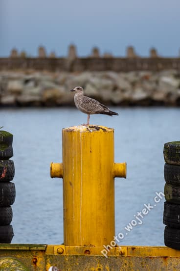 Seagull on Yellow Bollard Kolobrzeg Poland