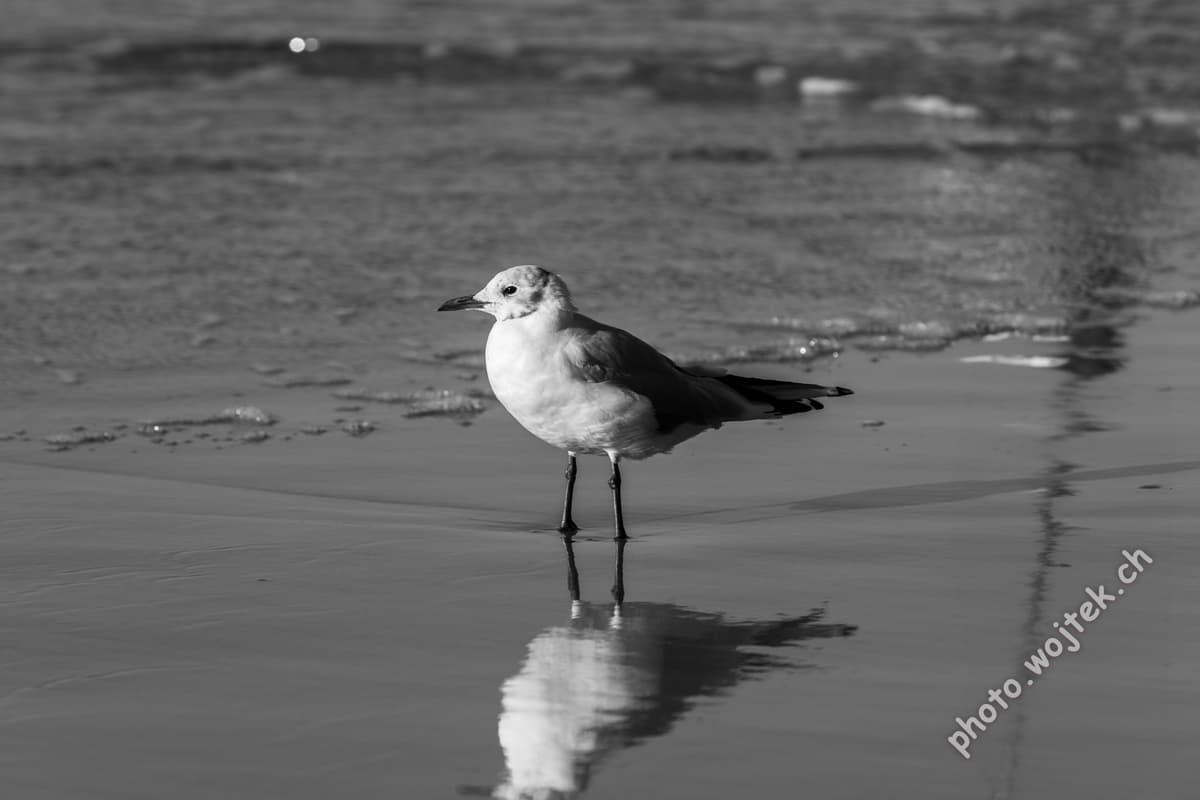 Seagull on Shoreline Reflection Kolobrzeg Poland