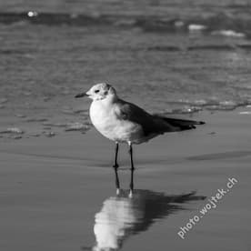 Seagull on Shoreline Reflection Kolobrzeg Poland