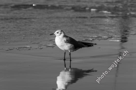 Seagull on Shoreline Reflection Kolobrzeg Poland